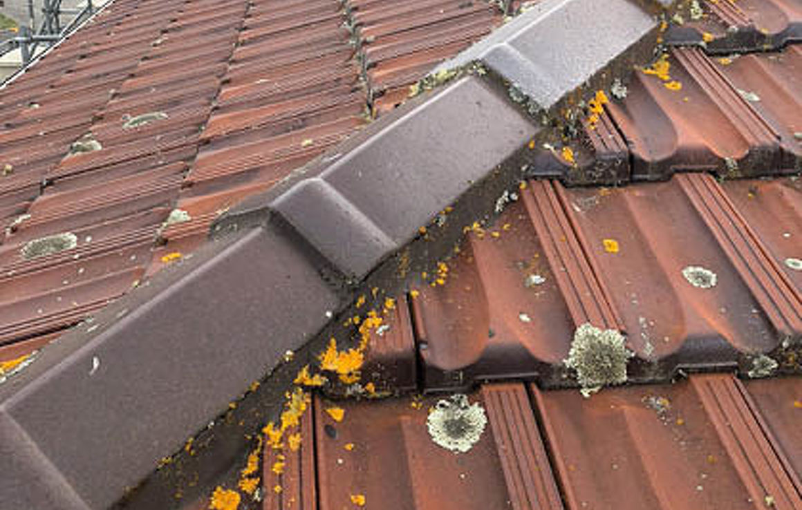 Moss, Mould & Lichen Treatment